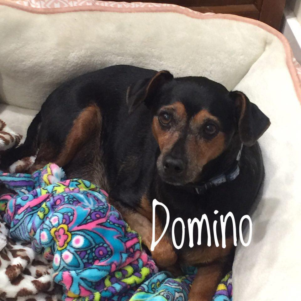 Domino – One Planet Rescue