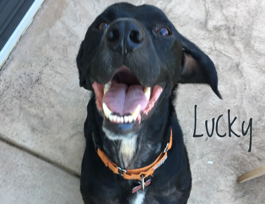 Adopt Me!: Lucky – One Planet Rescue