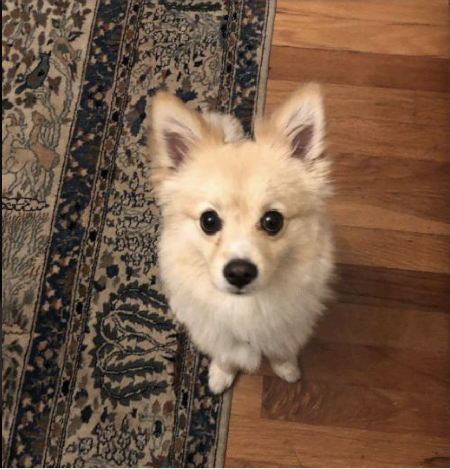 Poppy – One Planet Rescue