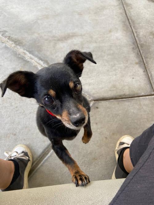 Peanut – One Planet Rescue