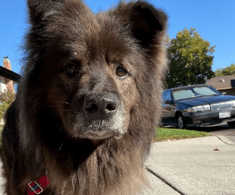 Bruno – One Planet Rescue