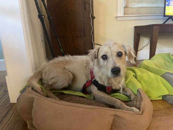 Charlie – One Planet Rescue