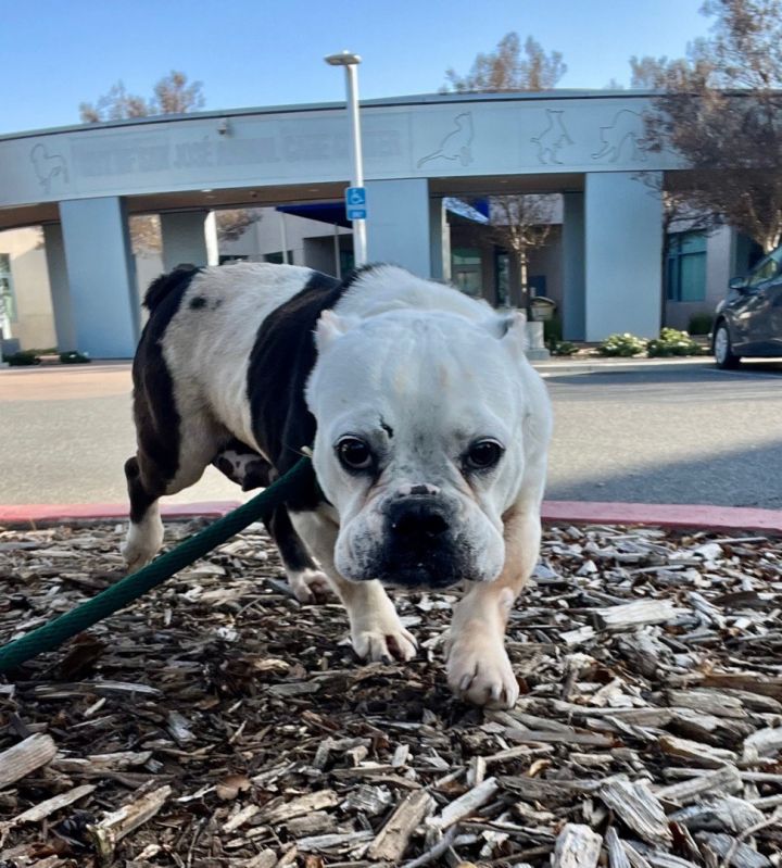 Harley – One Planet Rescue