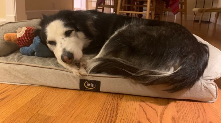Adopt Me!: Bellamy – One Planet Rescue