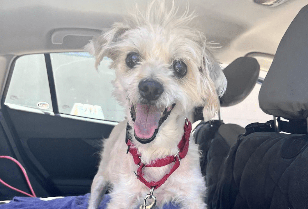 Spanky’s Rescue Story – One Planet Rescue