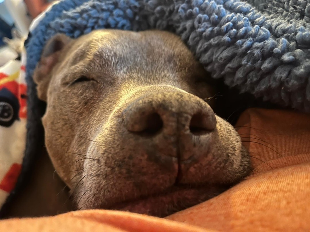 Adopt Me!: Samantha – One Planet Rescue