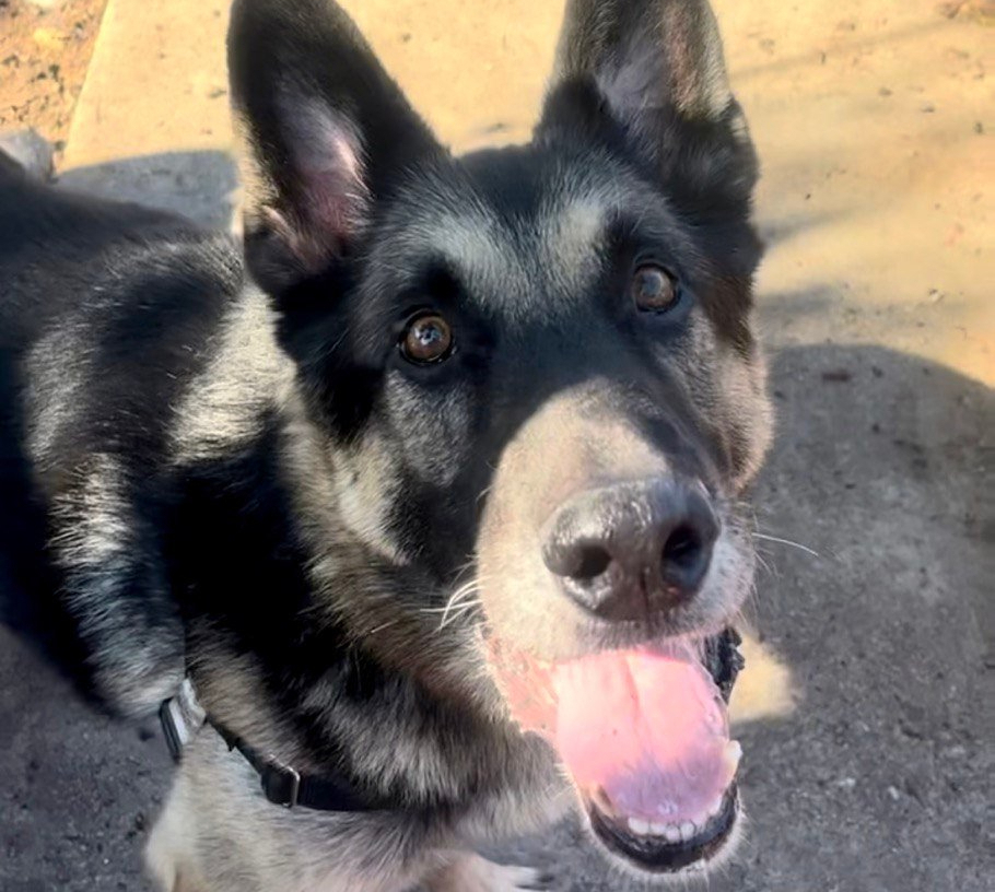 Adopt Me!: Turbo – One Planet Rescue