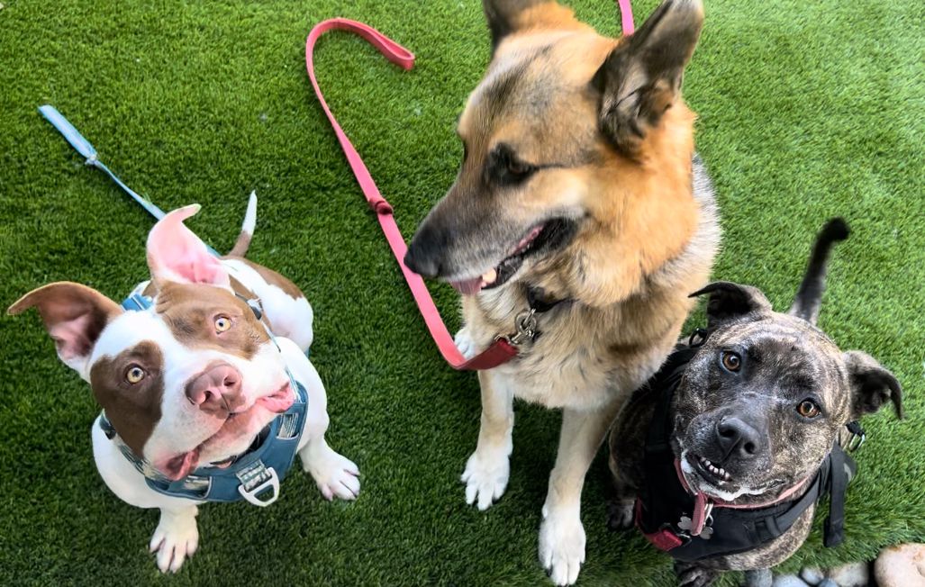 Tito – One Planet Rescue