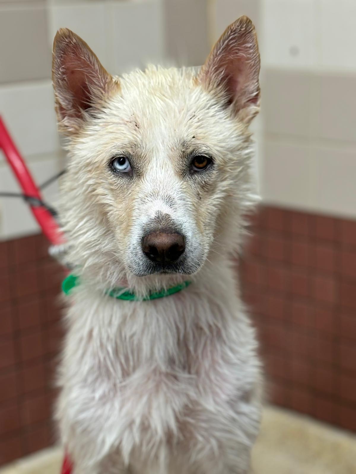 Adopt Me!: Piper – One Planet Rescue