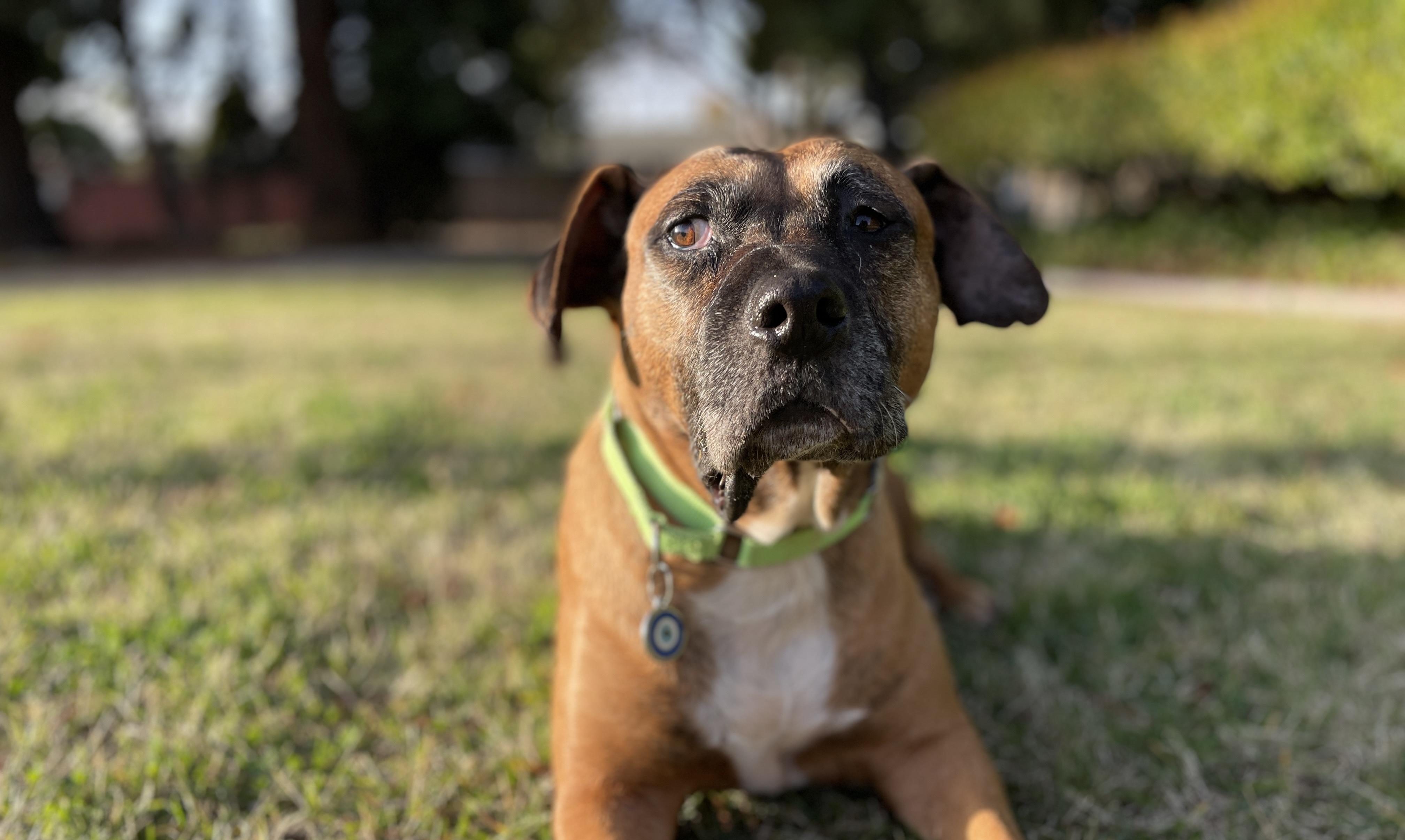 Maisie – One Planet Rescue