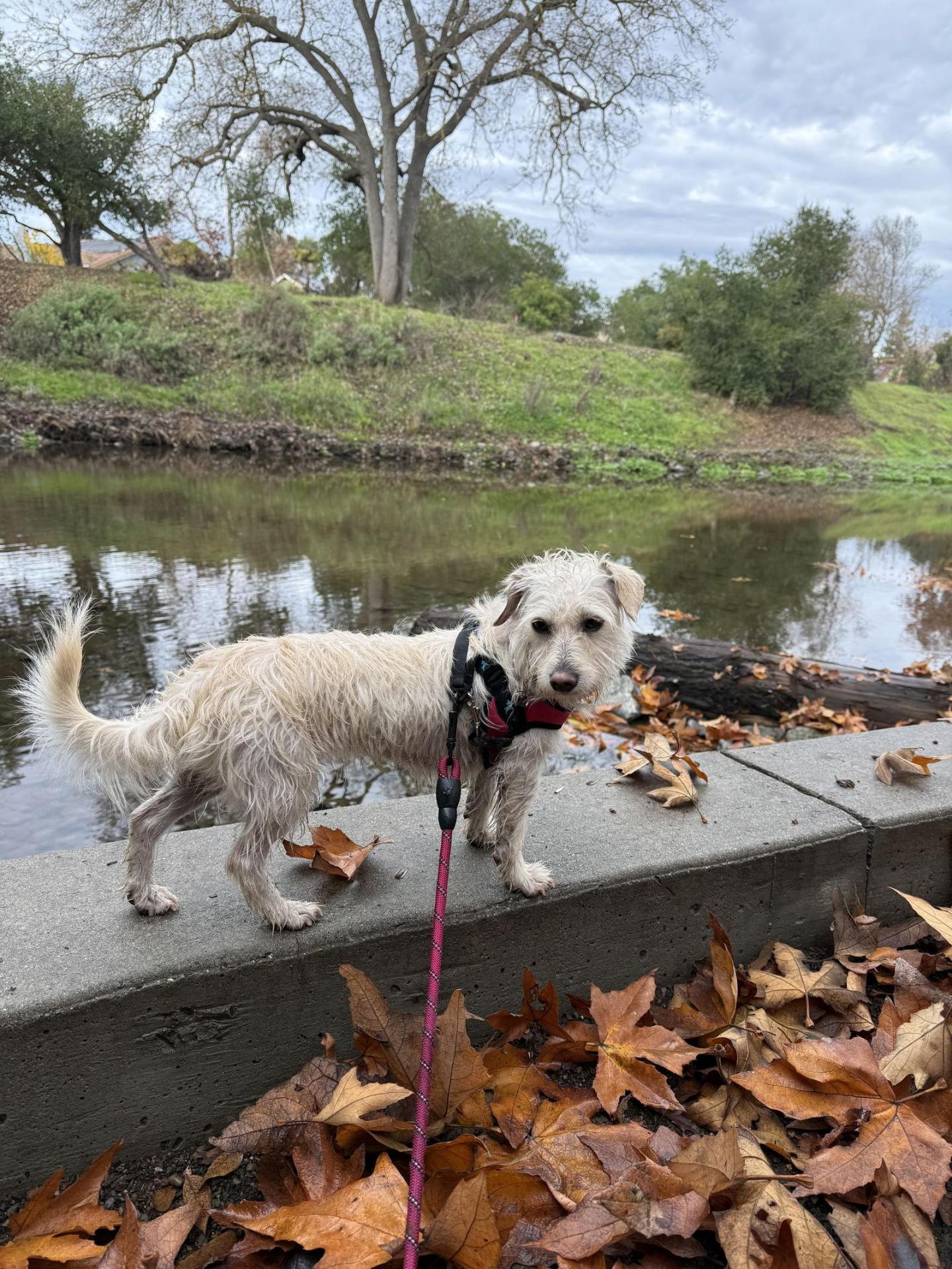 Adopt Me!: Willow – One Planet Rescue